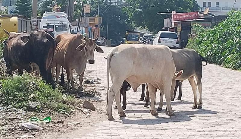 नप द्वारा लावारिस पशुओं को पकड़ने के दावों पर उठते रहे हैं सवाल 